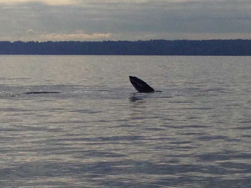 Trying out this&nbsp;site